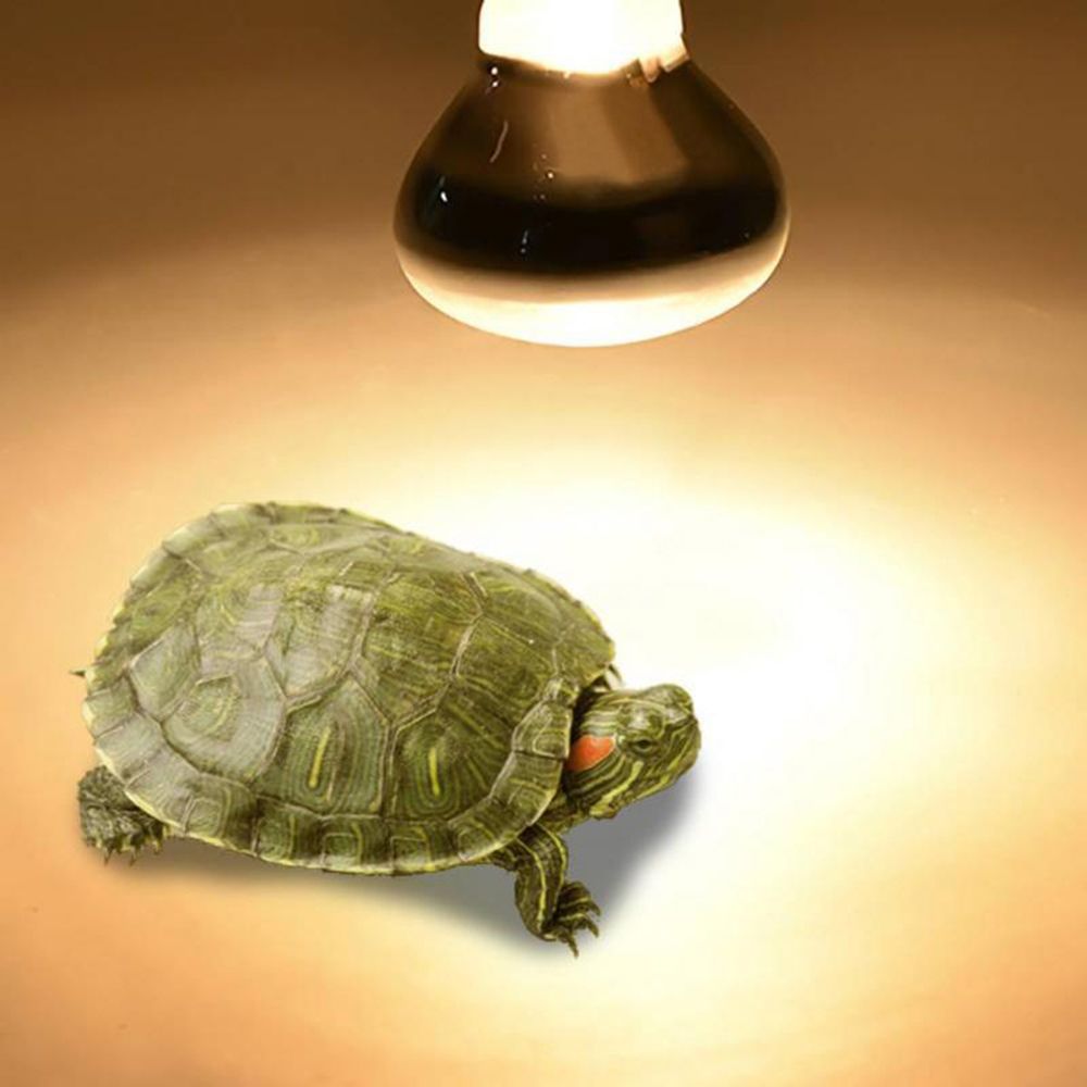 Лампа-обогреватель для черепах – обзор и цена Basking Bulb Halogen